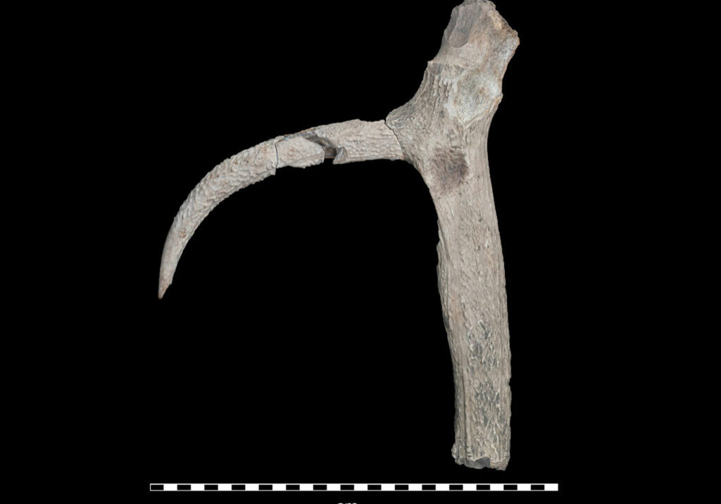 antler pick