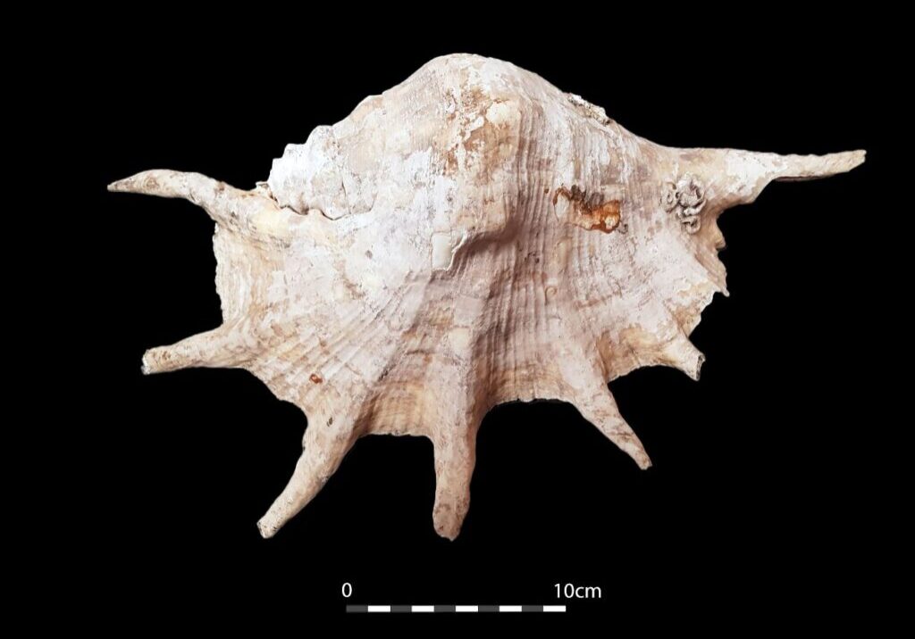 conch shell pale scale