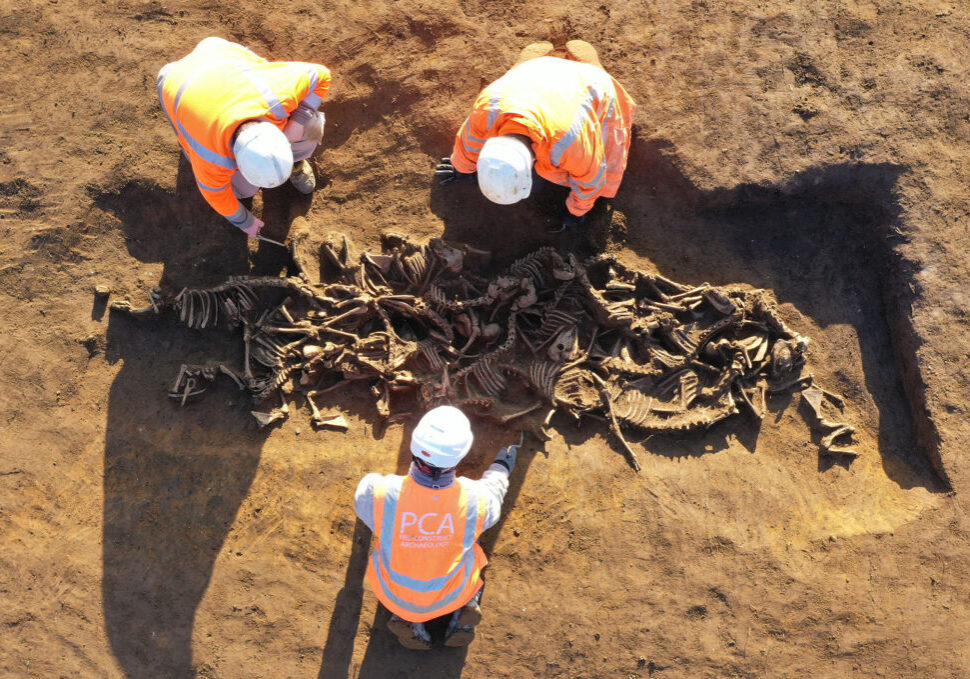 sheep skeletons update