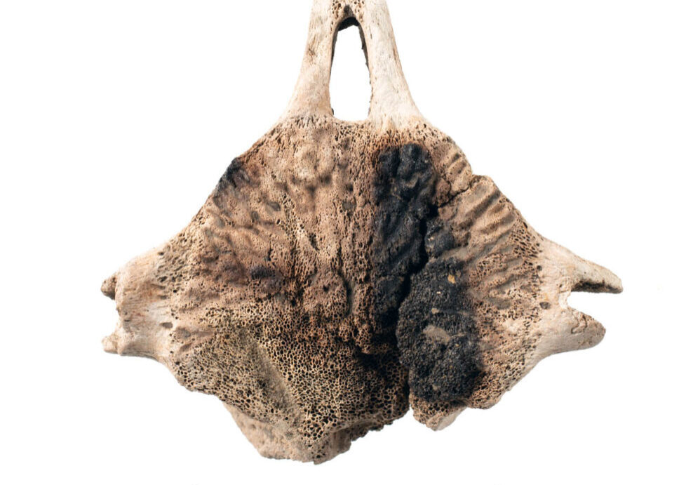 whale vertebra t